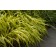 Photo Courtesy of Bailey Nurseries Inc.