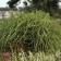 Photo Courtesy of Walter's Gardens, Inc.