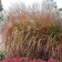 Photo Courtesy of Walter's Gardens Inc.