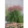 Photo Courtesy of Bailey Nurseries Inc.