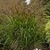 Photo Courtesy of Walter's Gardens, Inc.
