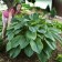 Photo Courtesy of Walter's Gardens, Inc.