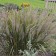 Photo Courtesy of Walter's Gardens, Inc.