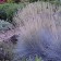 Photo Courtesy of Walter's Gardens, Inc.