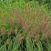 Photo Courtesy of Walter's Gardens, Inc.