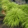 Photo Courtesy of Walter's Gardens, Inc.