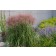 Photo Courtesy of Bailey Nurseries Inc.