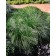Photo Courtesy of Bailey Nurseries Inc.