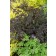 Photo Courtesy of Ball Horticultural Company