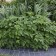 Photo Courtesy of Walter's Gardens, Inc.