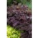 Photo Courtesy of Ball Horticultural Company