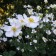 Photo Courtesy of Walter's Gardens, Inc.