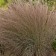 Photo Courtesy of Walter's Gardens, Inc.