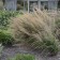 Photo Courtesy of Walter's Gardens, Inc.