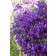 Photo Courtesy of Bailey Nurseries Inc.