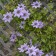 Photo Courtesy of Walter's Gardens, Inc.