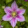 Photo Courtesy of Walter's Gardens, Inc.