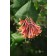 Photo Courtesy of Bailey Nurseries Inc.