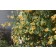 Photo Courtesy of Bailey Nurseries Inc.