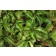 Photo Courtesy of Bailey Nurseries Inc.