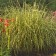 Photo Courtesy of Walter's Gardens, Inc.