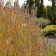 Photo Courtesy of Walter's Gardens Inc.