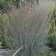 Photo Courtesy of Walter's Gardens, Inc.