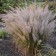 Photo Courtesy of Walter's Gardens, Inc.