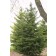 Photo Courtesy of Bailey Nurseries Inc.