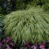 Photo Courtesy of Walter's Gardens, Inc.