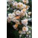 Photo Courtesy of Bailey Nurseries Inc.