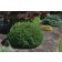 Photo Courtesy of Iseli Nursery