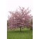 Photo Courtesy of Bailey Nurseries Inc.