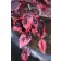 Photo Courtesy of Bailey Nurseries Inc.
