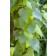 Photo Courtesy of Bailey Nurseries Inc.