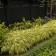 Photo Courtesy of Walter's Gardens, Inc.