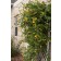 Photo Courtesy of Bailey Nurseries Inc.