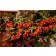 Photo Courtesy of Bailey Nurseries Inc.