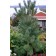 Photo Courtesy of Bailey Nurseries Inc.