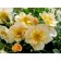 Photo Courtesy of Bailey Nurseries Inc.