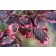 Photo Courtesy of Bailey Nurseries Inc.