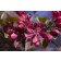 Photo Courtesy of Bailey Nurseries Inc.