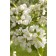 Photo Courtesy of Bailey Nurseries Inc.