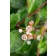 Photo Courtesy of Bailey Nurseries Inc.