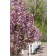 Photo Courtesy of Bailey Nurseries Inc.