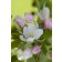 Photo Courtesy of Bailey Nurseries Inc.