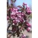 Photo Courtesy of Bailey Nurseries Inc.