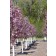 Photo Courtesy of Bailey Nurseries Inc.
