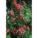 Photo Courtesy of Bailey Nurseries Inc.