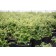 Photo Courtesy of Bailey Nurseries Inc.